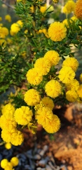 Acacia lateriticola