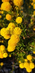Acacia lateriticola