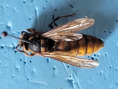 Vespula koreensis