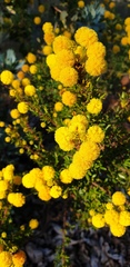 Acacia lateriticola