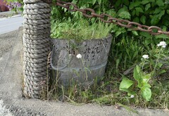 Tuckermanopsis sepincola