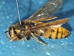 Vespula koreensis