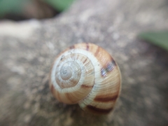 Helix lucorum