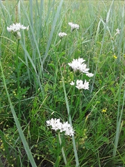 Allium ramosum
