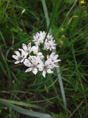 Allium ramosum