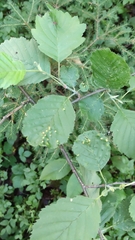 Eriophyes alniincanae