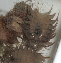 Ceratoserolis