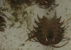 Ceratoserolis