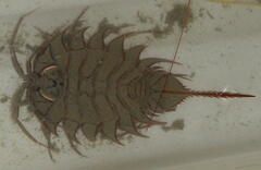 Ceratoserolis