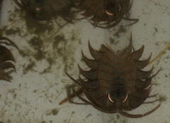 Ceratoserolis