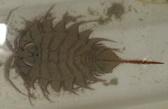 Ceratoserolis