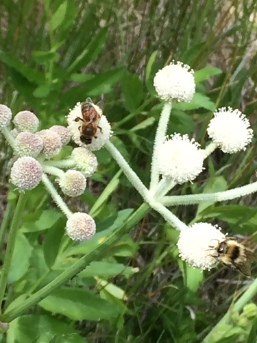 iNaturalist observation photo of Western Honey Bee