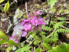 Pedicularis refracta transmorrisonensis