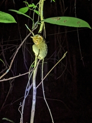 Cephalopachus bancanus borneanus