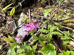 Pedicularis refracta transmorrisonensis