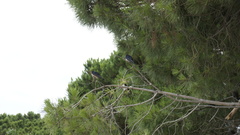Hirundo rustica