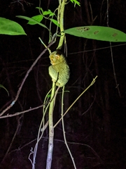 Cephalopachus bancanus borneanus