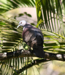 Nesoenas picturatus