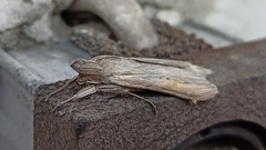 Cucullia chamomillae