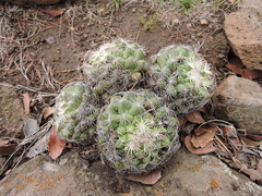 Coryphantha compacta