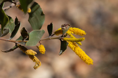 Acacia julifera
