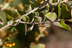 Acacia julifera