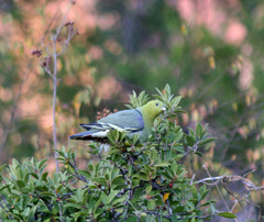 Treron australis