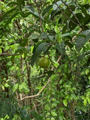 Palaquium