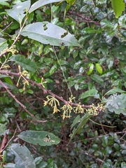 Palaquium
