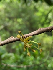 Palaquium