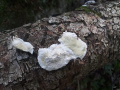 Gloeoporus pannocinctus