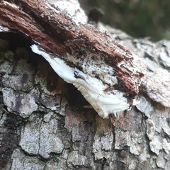 Gloeoporus pannocinctus