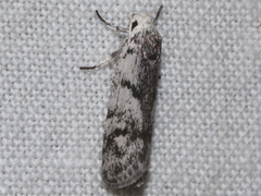 Ericrypsina chorodoxa