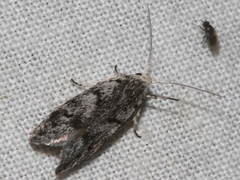 Ericrypsina chorodoxa