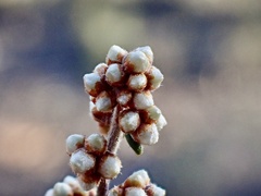 Cryptandra propinqua