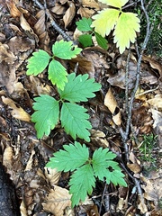 Cardamine glanduligera