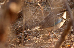 Uratelornis chimaera