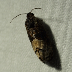 Ecdytolopha