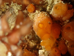 Stolonica socialis