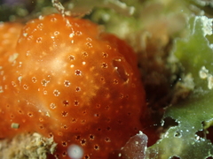 Polysyncraton lacazei