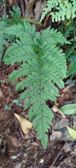 Athyrium arisanense