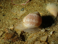 Euspira nitida