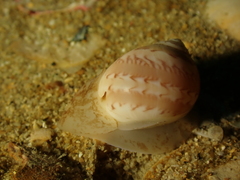 Euspira nitida
