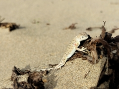 Phrynocephalus versicolor