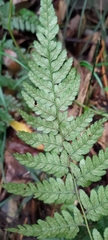 Athyrium arisanense