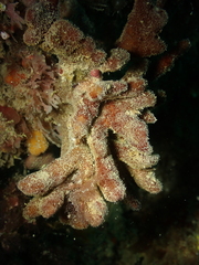 Raspailia ramosa