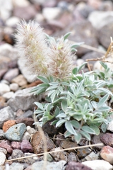 Dalea jamesii