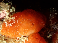 Polysyncraton lacazei