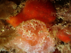 Aplidium elegans