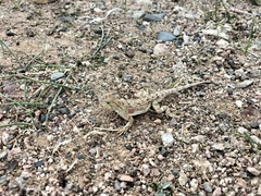 Phrynocephalus versicolor